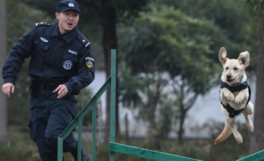 退役警犬还能活多久