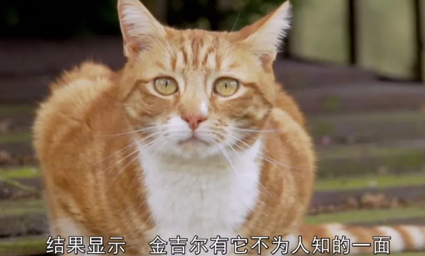 猫一天的旅程有多远