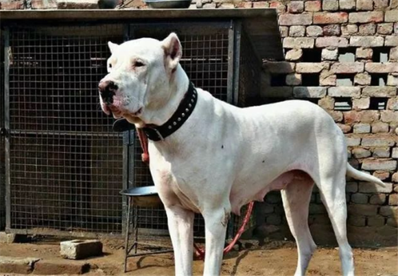 库达犬和比特犬谁厉害一点