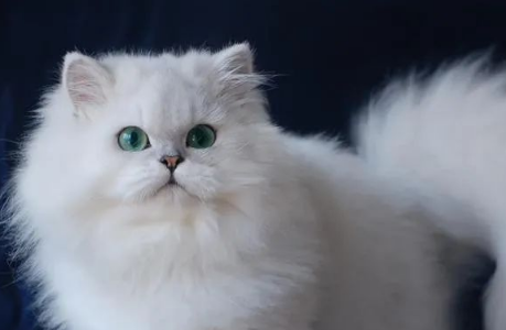 【猫宠】猫咪品种大全||您认识几种?赶紧收藏吧! 【猫宠】猫咪品种大全||您认识几种?赶紧收藏吧!