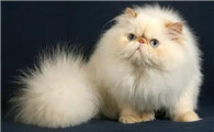 和暹罗猫很像的长毛猫
