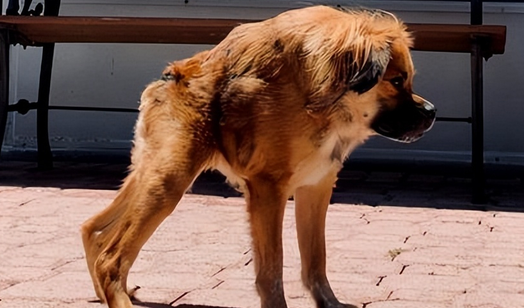 卡西莫多犬是什么意思 卡西莫多犬是什么意思