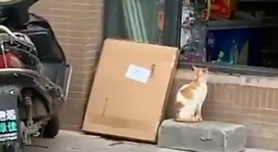 两只猫咪到小卖店偷香肠,一只偷另一只放哨,网友:团伙作案…… 两只猫咪到小卖店偷香肠,一只偷另一只放哨,网友:团伙作案……
