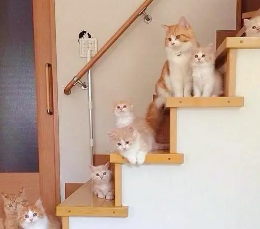 家里有两只橘猫,又生了六只小橘猫,宠主的钱包瑟瑟发抖! 家里有两只橘猫,又生了六只小橘猫,宠主的钱包瑟瑟发抖!