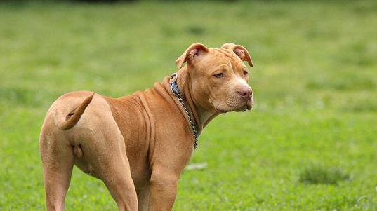 世界十大禁养猛犬之一 比特犬