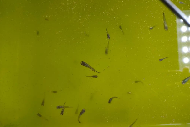 孔雀鱼鱼缸最重要的氨氮问题解决方案 孔雀鱼鱼缸最重要的氨氮问题解决方案