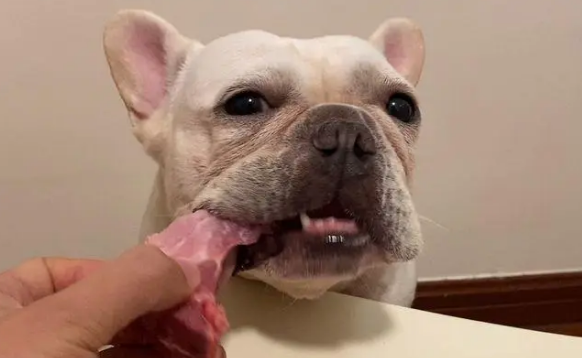 狗可以吃生肉么