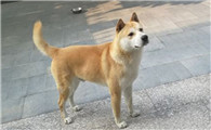 黄狗白面优缺点
