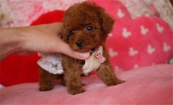 茶杯泰迪是畸形犬吗 茶杯泰迪是畸形犬吗
