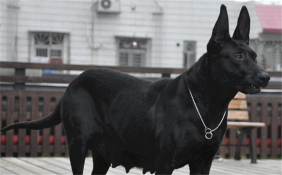 黑狼犬的致命优点和缺点