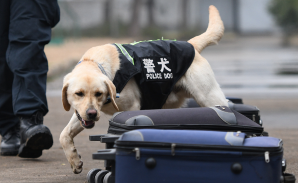 打死警犬算袭警吗