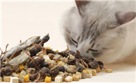 奇仔猫粮公司地址