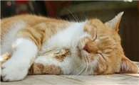 猫睡觉时间