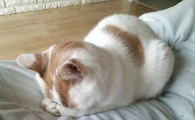 猫一吃好吃的就眼泪汪汪