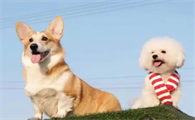 比熊犬跟柯基后代是啥样