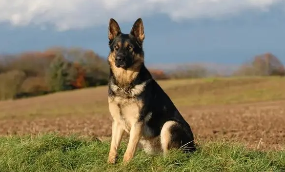 军犬几岁退役