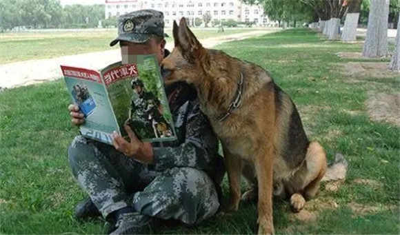 军犬和警犬哪个厉害
