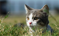 猫眼睛流黄粘液是怎么了