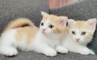 白脚猫好不好