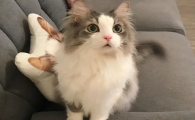 猫养两只还是一只科学