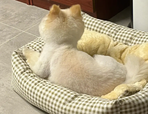快递狗狗一般需要多少钱