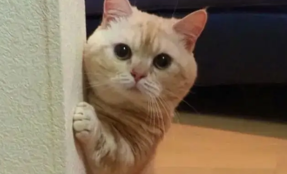 辑巴猫很担心你表情包