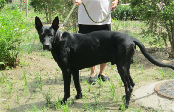 黑狼犬为什么不建议养 黑狼犬为什么不建议养