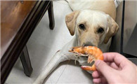 狗可以吃虾吗