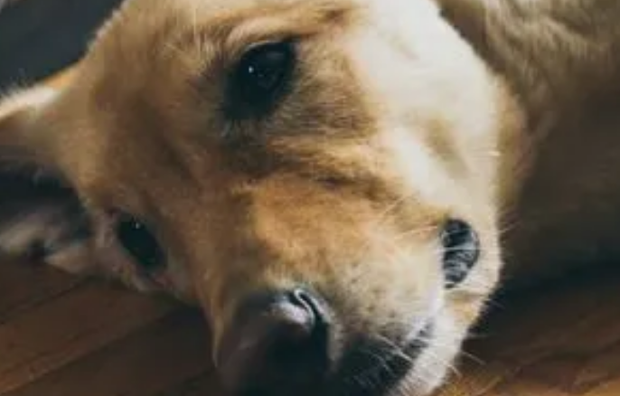 狗焦虫病的特效药 狗焦虫病的特效药