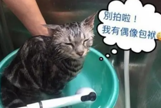 主人带猫咪去洗澡，猫咪对着店员狂亲，主人：我花钱是让你洗澡的