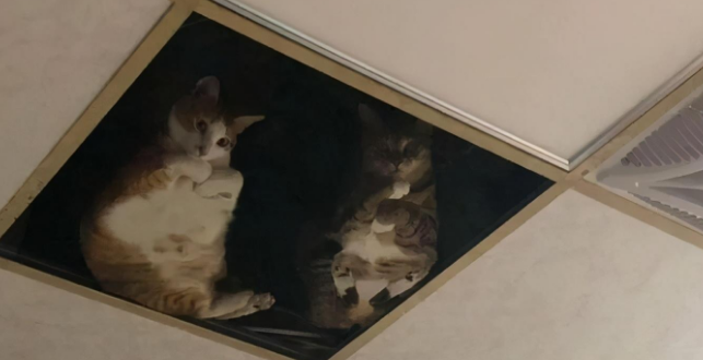 主人把天花板换成玻璃让猫们在上玩耍,结果画风突变猫咪化身监工 主人把天花板换成玻璃让猫们在上玩耍,结果画风突变猫咪化身监工