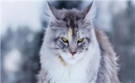 猫瞳孔放大意味着什么
