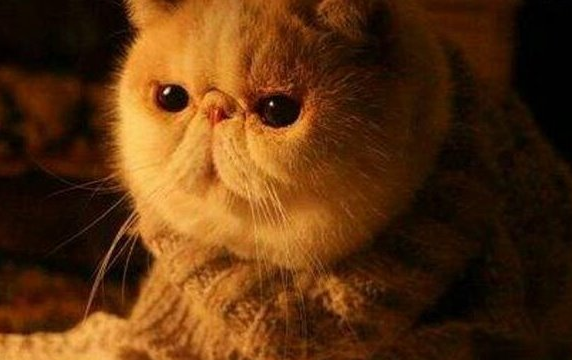 汉斯猫为什么喜欢兔子 汉斯猫为什么喜欢兔子