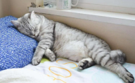 猫突然抽搐口吐粘液怎么办