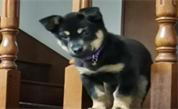 四眼犬多少钱一只
