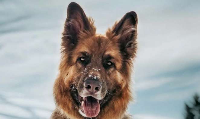 东北有哪些比较出名的犬 东北有哪些比较出名的犬