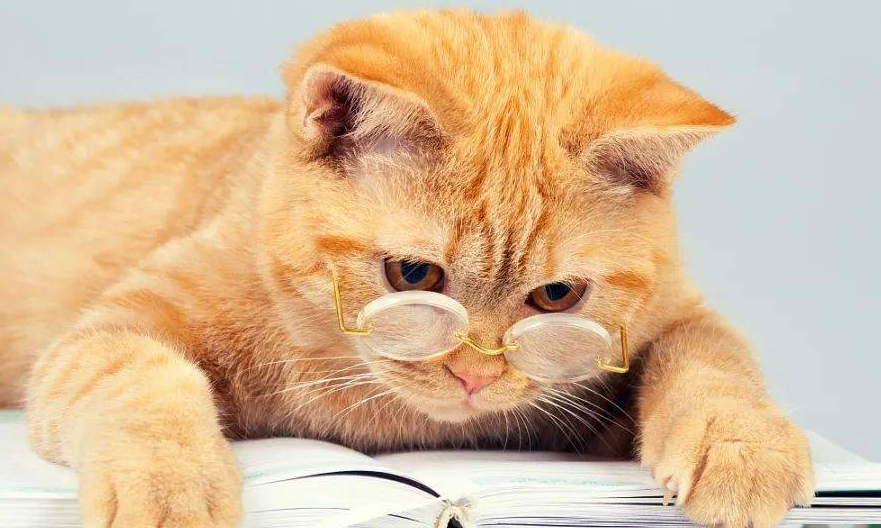 猫是近视眼吗? 猫是近视眼吗?