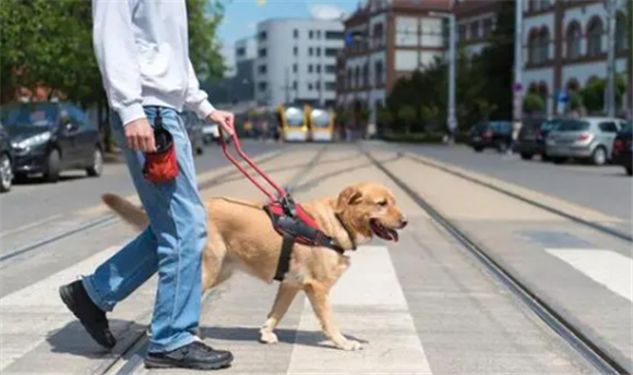 导盲犬会保护主人吗