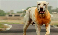 国内最好巨型库达犬图片