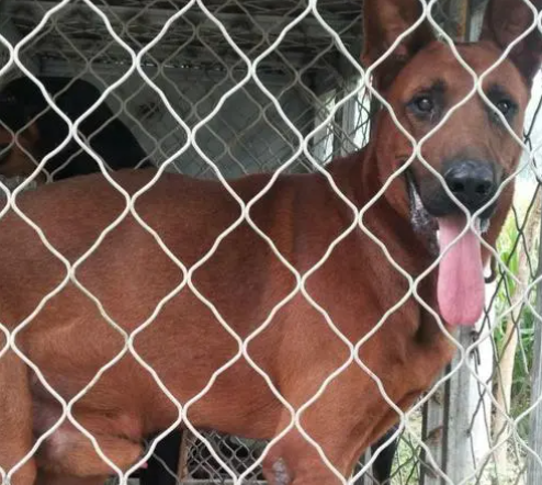 红狼犬是什么品种