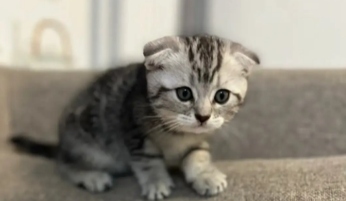 猫死了主人会倒霉吗