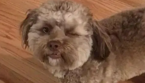 日本传说恐怖的人面犬 日本传说恐怖的人面犬