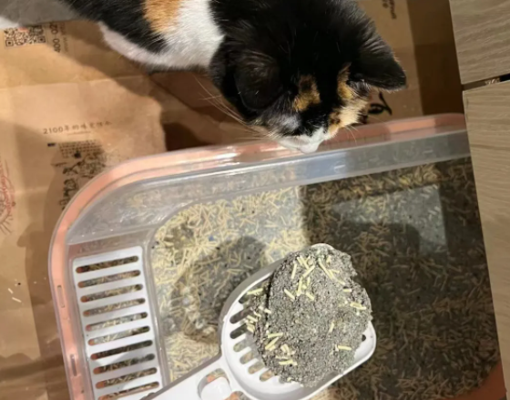 请大家暂停手上的事来恭喜这些小猫咪! 请大家暂停手上的事来恭喜这些小猫咪!