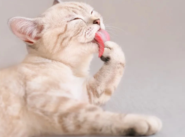 猫咪生气有哪些表现? 猫咪生气有哪些表现?