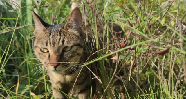 原来老人说的，“养猫不能养十年”不是假的，而是有道理的