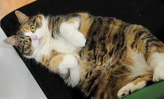 猫痛风都有哪些症状