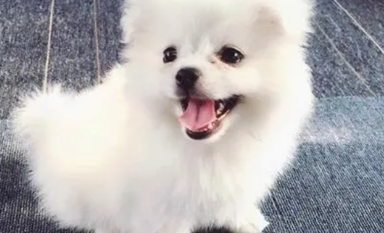 养狗狗的看过来!狗狗有异味是怎么个事? 养狗狗的看过来!狗狗有异味是怎么个事?