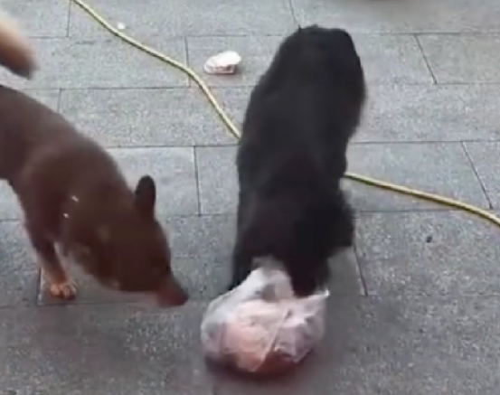 每当有流浪狗来讨食,网友都会扔一袋子的鸭屁股 每当有流浪狗来讨食,网友都会扔一袋子的鸭屁股