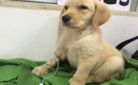 星期狗救活也长久不了
