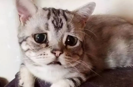 把猫揍了一顿流眼泪了 把猫揍了一顿流眼泪了